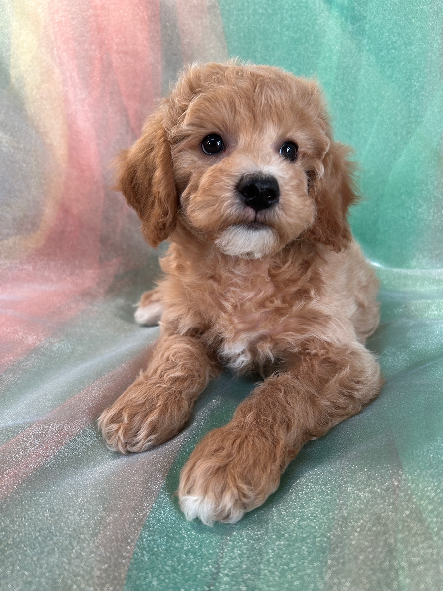 Male Bichon Poodle for Sale DOB 11-4-2023 $1200